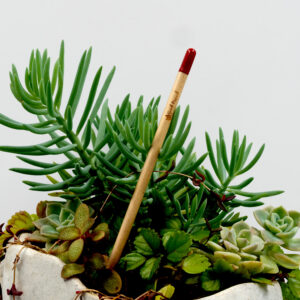 Herb Seed Pencil
