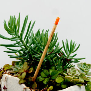 Flower Seed Pencil