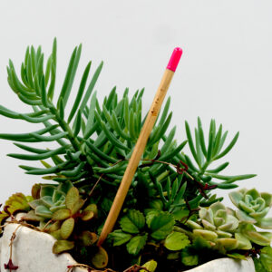 Vegetable Seed Pencil